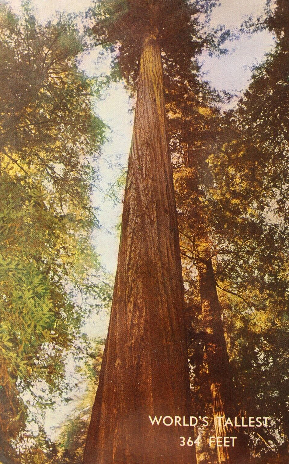 Redwood forest mountain terrain